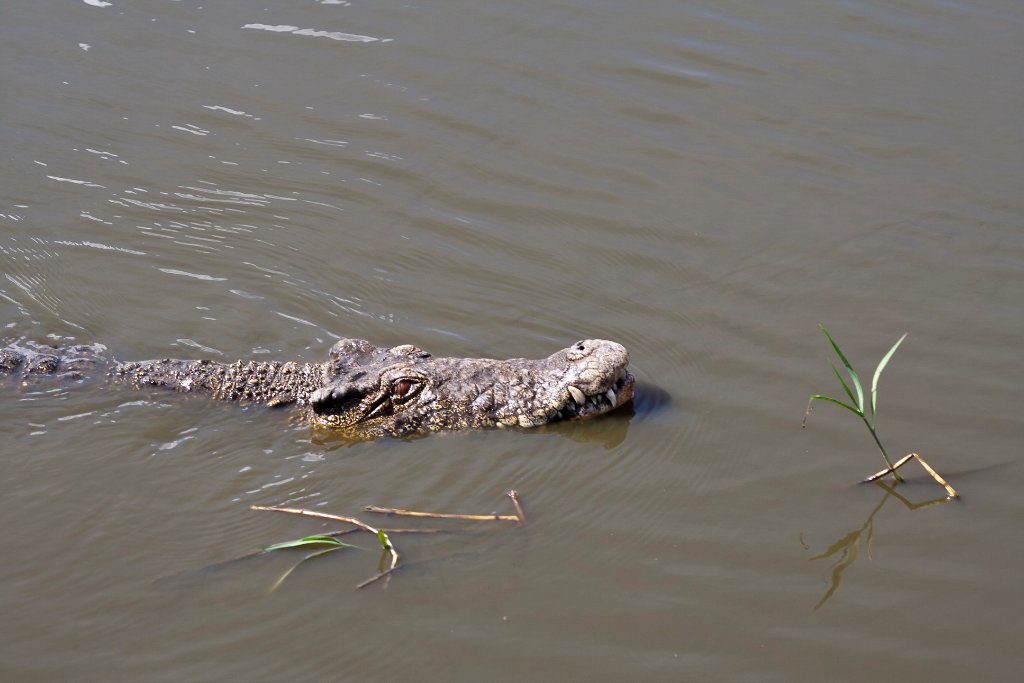 06-At the crocodile farm, a very big crocodile.jpg - At the crocodile farm, a very big crocodile